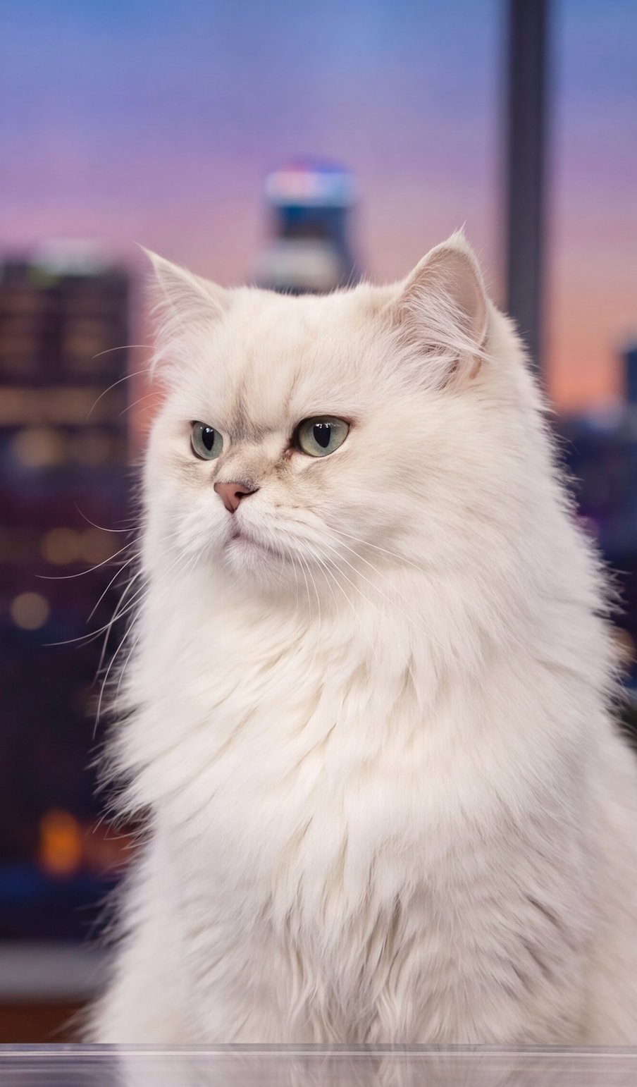 Allison Catpurr, co-anchor